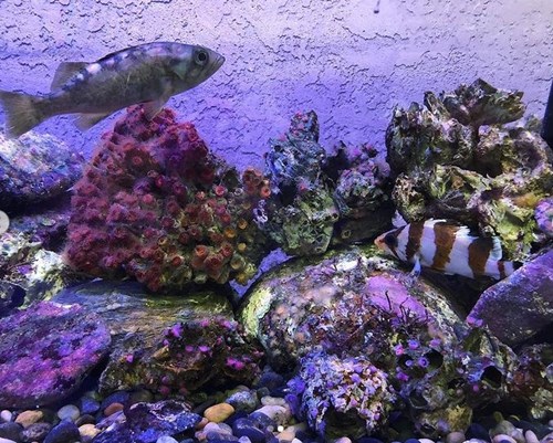 One of the many fish and tanks at the Marine Lab